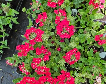 Verbena "Homestead Red" .. 2 plants