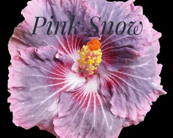 Cajun Hibiscus "Pink Snow" .. gallon