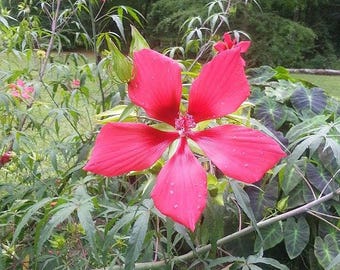 Texas Star Hibiscus .. Red .. starter plant