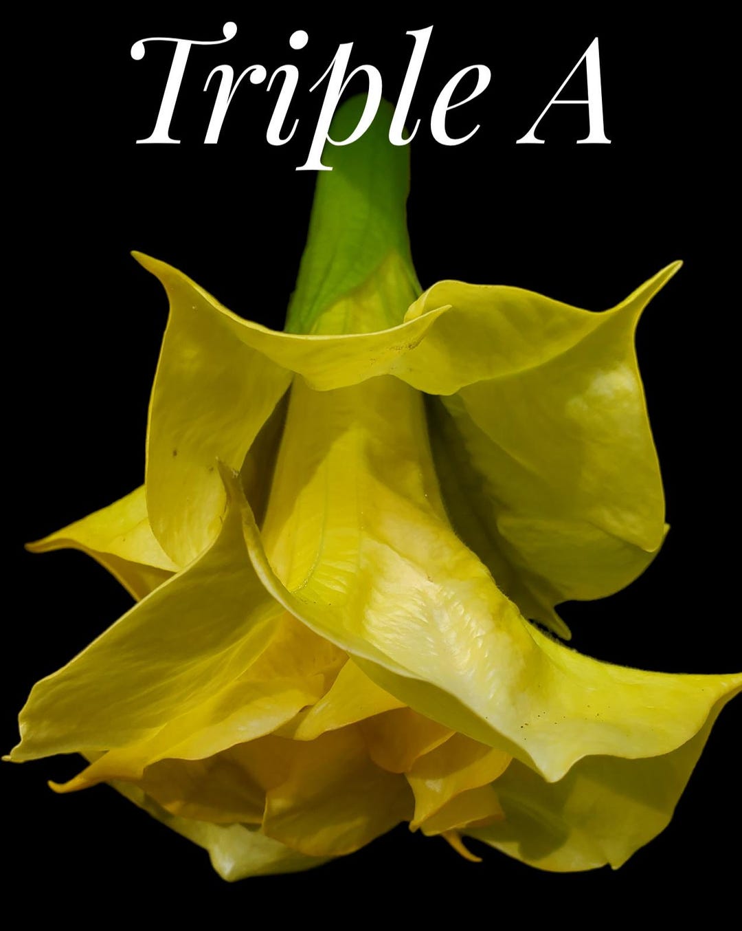 PRE-ORDER .. Brugmansia (aka Angel Trumpet) 