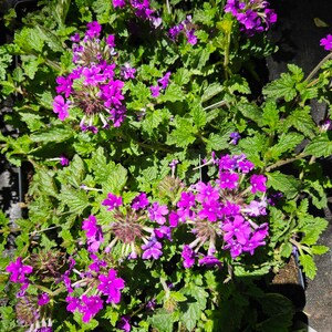 Verbena "Homestead Purple" .. 2 plants