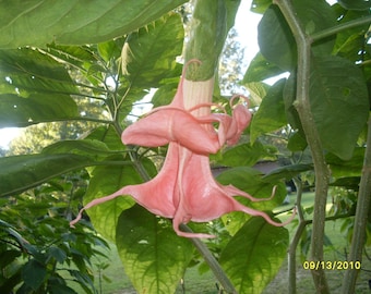 Brugmansia (aka angel trumpet) .. unknown double pink