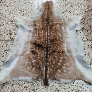 May include: A deer hide rug with a natural spotted pattern in shades of brown, white, and gray. The rug has a symmetrical design, with the spine running down the center. The hide is soft and appears to be well-preserved.