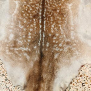 May include: A natural deer hide with a brown and white spotted pattern. The hide has a central dark brown stripe and a soft, textured appearance. The color palette includes shades of brown, tan, and white.