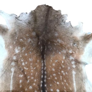 May include: A natural deer hide with a brown and white spotted pattern. The hide has a dark brown stripe down the center and lighter brown edges. The fur is soft and appears to be well-preserved, with a natural texture.