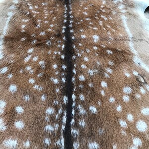 May include: A natural deer hide rug with a brown and tan spotted pattern. The hide features a dark brown stripe down the center and white spots scattered across the surface. The rug is a decorative item.