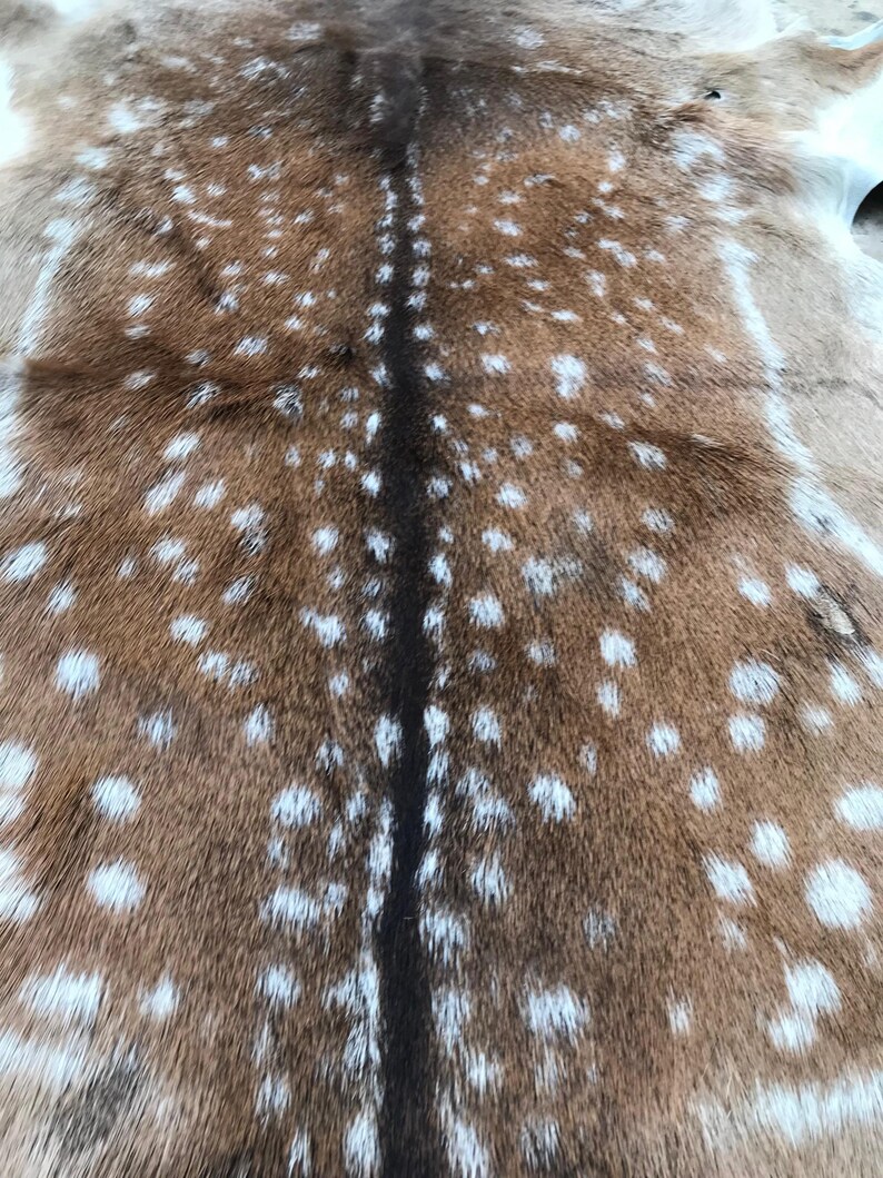 May include: A natural deer hide rug with a brown and tan spotted pattern. The hide features a dark brown stripe down the center and white spots scattered across the surface. The rug is a decorative item.