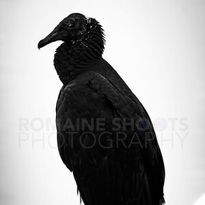 May include: Black and white photograph of a large bird, possibly a vulture, perched on a white railing. The bird's dark feathers contrast with the bright background. The image includes the text "ROMAINE SHOOTS PHOTOGRAPHY".