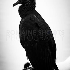 May include: Black and white photograph of a large bird, possibly a vulture, perched on a white railing. The bird's dark feathers contrast with the bright background. The image includes the text "ROMAINE SHOOTS PHOTOGRAPHY".