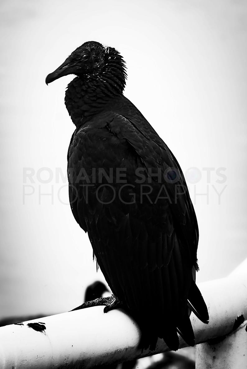 May include: Black and white photograph of a large bird, possibly a vulture, perched on a white railing. The bird's dark feathers contrast with the bright background. The image includes the text "ROMAINE SHOOTS PHOTOGRAPHY".