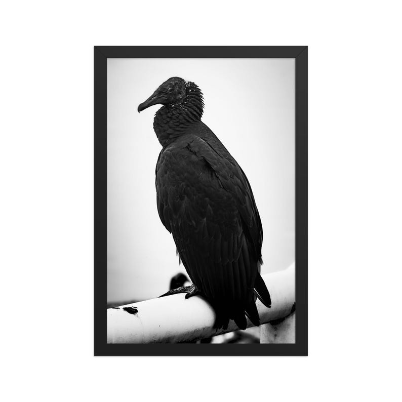 Watcher Framed photo