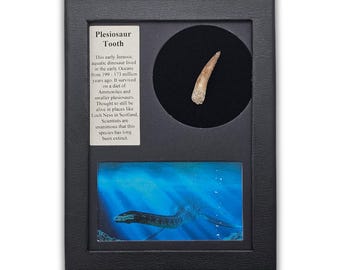 Plesiosaur Tooth Display