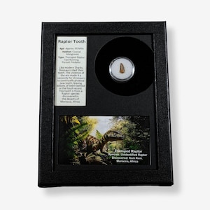 Raptor Tooth Display - Chasing History Display