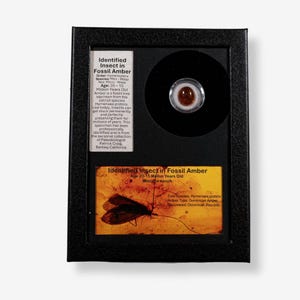 May include: A framed display of fossil amber. The display features a small, round amber piece and a rectangular amber piece with an insect fossil. Text on the display reads "Identified Insect in Fossil Amber".