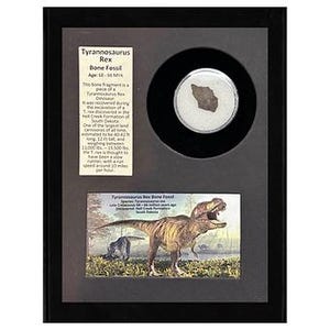 Può includere: Un'esposizione incorniciata con un fossile osseo di Tyrannosaurus Rex. L'esposizione include un piccolo frammento osseo in una cornice circolare, un'etichetta descrittiva e un'illustrazione colorata di un T-Rex. La cornice è nera.