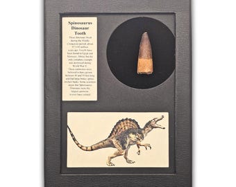 Spinosaurus Tooth Display