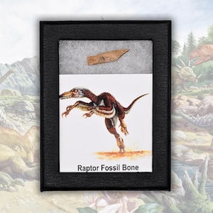 May include: A black display box containing a small, tan-colored raptor fossil bone fragment positioned above a white card. The card features a detailed illustration of a brown, feathered raptor dinosaur and the text Raptor Fossil Bone.