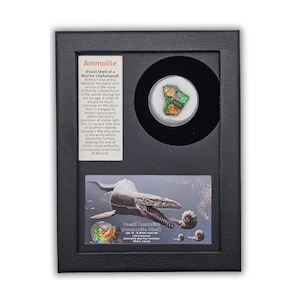 May include: A framed Ammolite fossil display. The black frame holds a colorful Ammolite fossil, a marine cephalopod fossil, and an illustration of a prehistoric marine reptile. The text on the display describes the fossil's origin and characteristics.