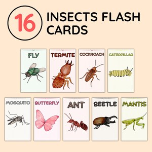 16 Insekten Bildkarten, Käfer & Krabbelig Bildkarten für Kinder, Vorschullernen, Montessori, digitaler Download