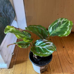 Calathea Medaillon 4 ”lebende Zimmerpflanze im Topf
