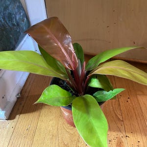 Philodendron prince of orange 6” rare potted houseplant