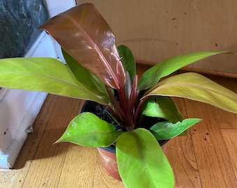 6 Philodendron ' Prince of Orange ' | Philodendron Erubescens Live Plant -  Etsy