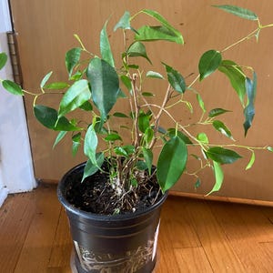 Ficus ‘benjamina’ płacząca figa duża 6-calowa roślina doniczkowa