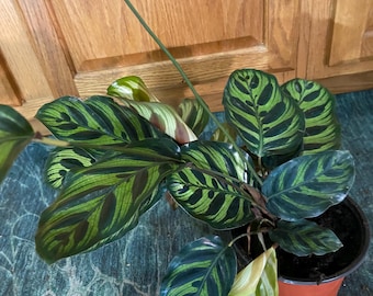a dracaena Dracaena Golden Heart