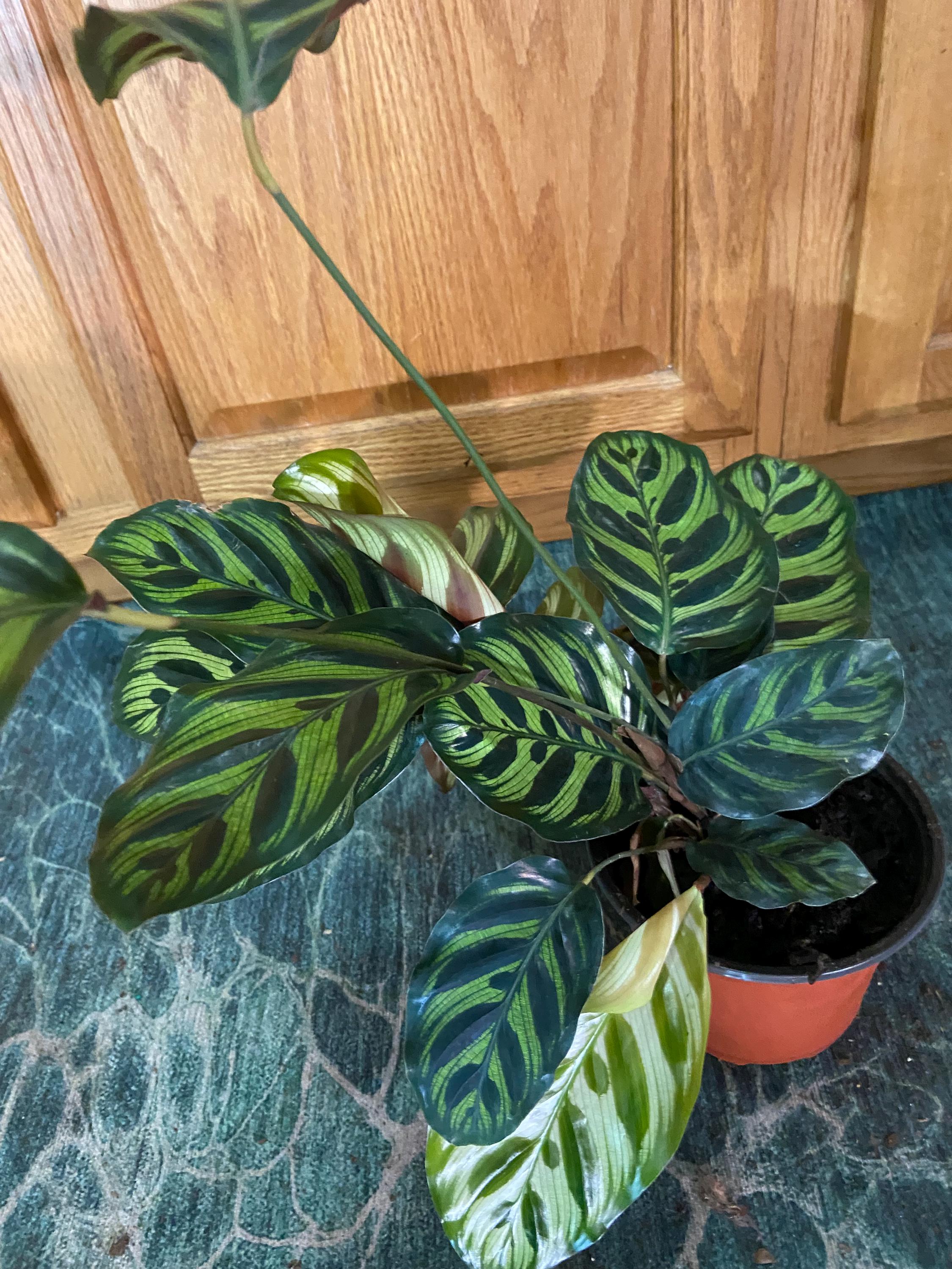 calathea zebrina kaufen Goeppertia (Calathea) zebrina Medium main image 1