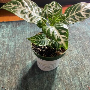 Aphelandra ‘Dania’ zebra plant houseplant 4” pot