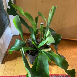 Staghorn fern large 6” potted houseplant