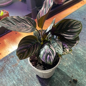 以下が含まれることがあります： ピンクと白のストライプが入った濃い緑色の葉を持つ、鉢植えのカラテアオルナータ。白いプラスチックの鉢に入っており、青と緑の表面に置かれています。背景には他の植物も見えます。