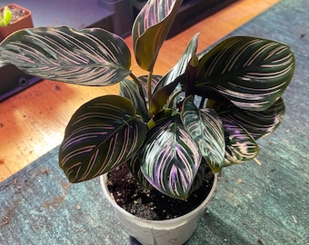 Aphelandra 'Dania' Zebra Pflanze Zimmerpflanze 10 cm Topf - Etsy.de