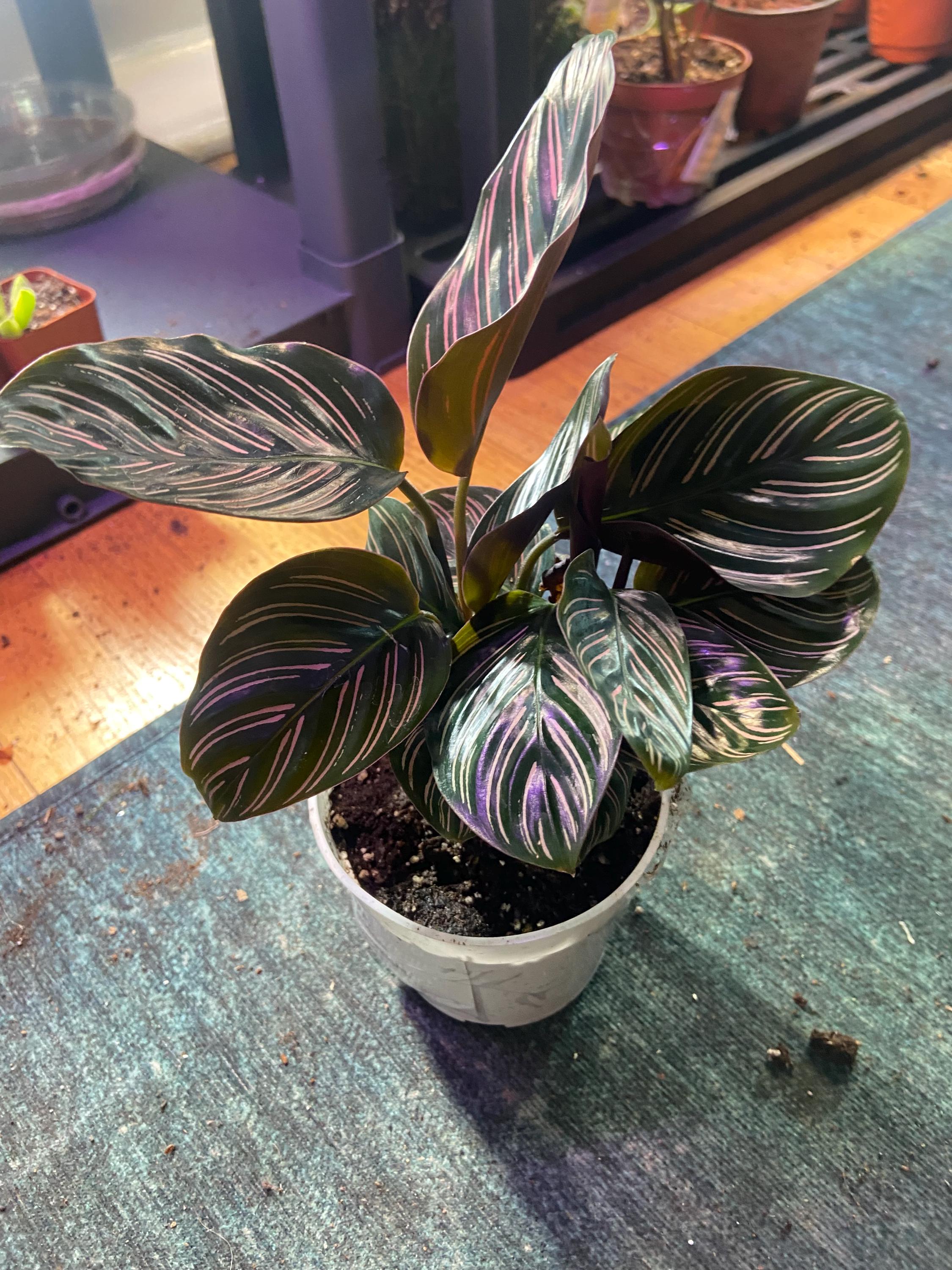 Zebra plant - Etsy 日本