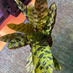 Calathea rattlesnake unique 6” houseplant