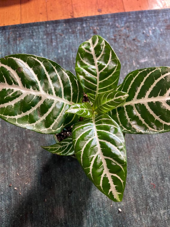 Aphelandra 'Dania' Zebra Pflanze Zimmerpflanze 10 cm Topf - Etsy.de