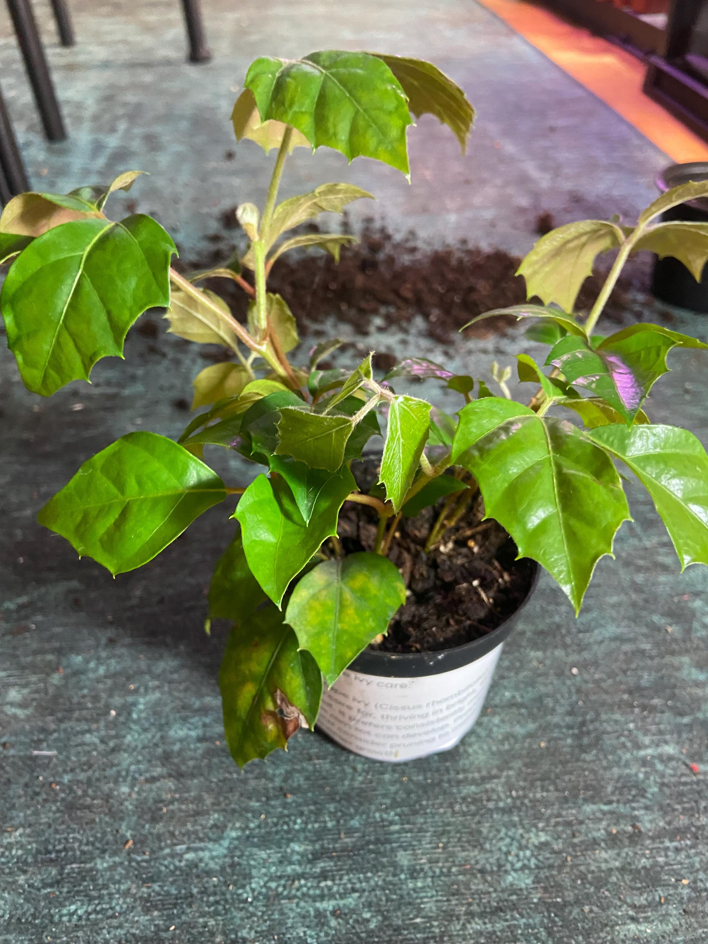 Grape ivy plant - Etsy sterreich