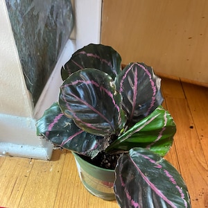Calathea Dottie unieke prachtige kleurrijke roze en donkergroene kamerplant in pot