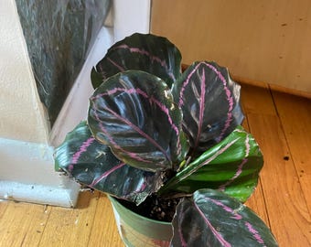 Calathea Dottie Unique Beautiful Colorful Pink and Dark Green Potted  Houseplant - Etsy