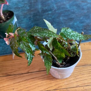 Engelsflügel Begonie &#39;Minerva&#39; 10 cm lebende Zimmerpflanze im Topf