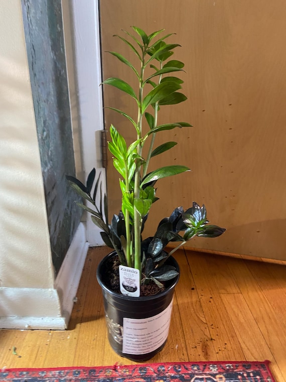 bienen saatgut kostenlos 2023 Bienenwohl Saatgut