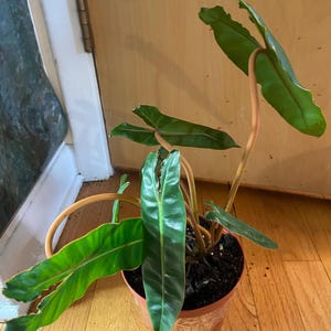 May include: A potted houseplant with large, green leaves and reddish-brown stems. The plant is in a brown plastic pot, sitting on a wooden floor. The leaves have a prominent central vein and a slightly wavy edge.