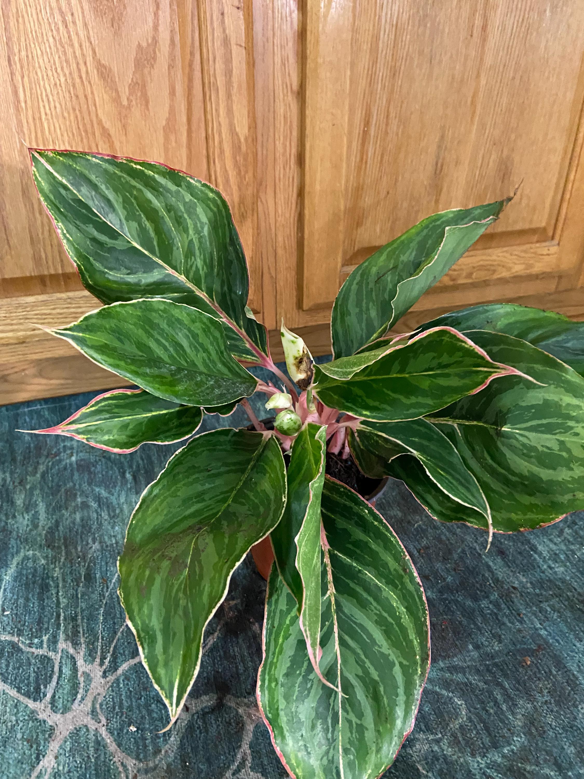 10 monstera deliciosa Monstera Deliciosa