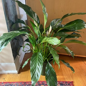 Vareigated spathiphyllum ‘domino’ peace lily