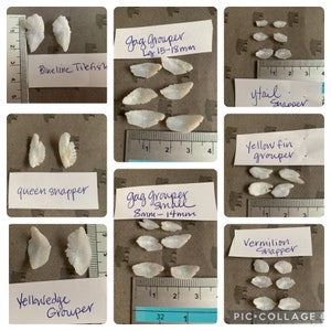 May include: A collage of images featuring various fish scales, each accompanied by a label and a ruler for size comparison. The labels identify the fish species, including Blueline Tilefish, Gag Grouper, Queen Snapper, Yellowedge Grouper, Ytail Snapper, Yellowfin Grouper, and Vermilion Snapper.