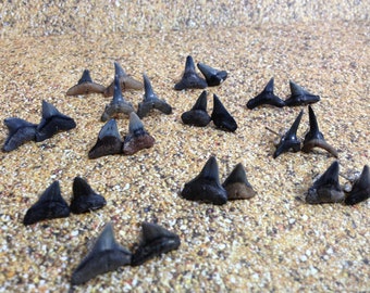 Shark Tooth Earrings