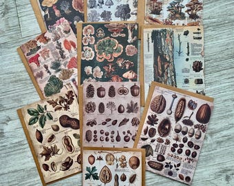 Tarjetas de notas en blanco de árboles, nueces, hongos y bosques, con sobres, 10 unidades