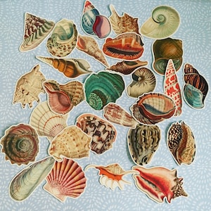 Vintage Sea Shell Beach combing Marine Life  Laptop, Water Bottle, Phone, Surfboard, Skateboard, Bike, Luggage, Decals Stickers 28 ct.