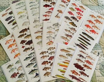 Marine Fish Field Guide Fish Identification 5x7 Blank Notecards 6 ct.