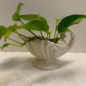 May include: A white ceramic planter shaped like a seashell with a handle. The planter is filled with a green leafy plant.